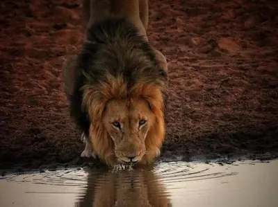 a large dog drinking water from a pool of water at Honeyguide Tented Safari Camps - Mantobeni in Manyeleti Game Reserve