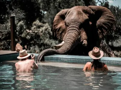 two people in a swimming pool with an elephant at Honeyguide Tented Safari Camps - Mantobeni in Manyeleti Game Reserve