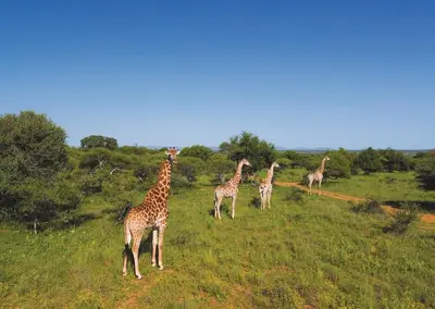 a group of giraffes standing in a field at Finfoot Lake Reserve by Dream Resorts in Vaalkop Dam