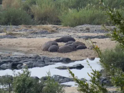 a group of elephants laying in the sand near water at Villa Too Kruger Lodge in Komatipoort