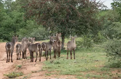 a group of deer standing on a dirt road at Limpokwena Nature Reserve in Tokio