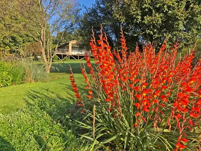 a bunch of red flowers in a garden at Hills and Dales Accommodation in Lanseria