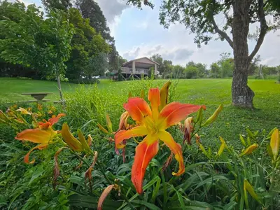 a flower in a garden with a park in the background at Hills and Dales Accommodation in Lanseria
