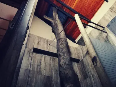 a tree in the doorway of a building at Boomhuisie in Komatipoort