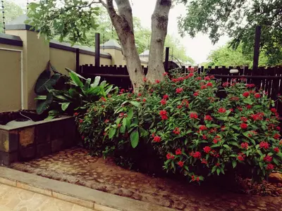 a bush with red flowers in front of a tree at Boomhuisie in Komatipoort