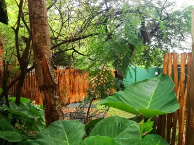 a garden with a fence and a large green plant at Boomhuisie in Komatipoort