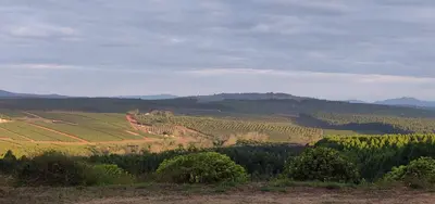 auliculiculiculiculiculiculiculiculiculiculiculiculiculiculic at Boschoek Farm in Tzaneen