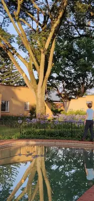 a person standing next to a pond with a tree at Boschoek Farm in Tzaneen