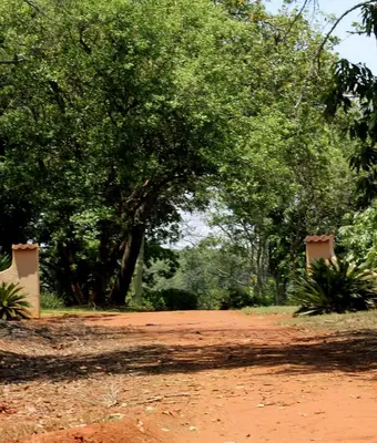 a tree in the middle of a dirt road at Boschoek Farm in Tzaneen