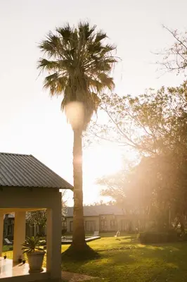a palm tree in a yard next to a building at Hamiltons Lodge & Restaurant in Malelane