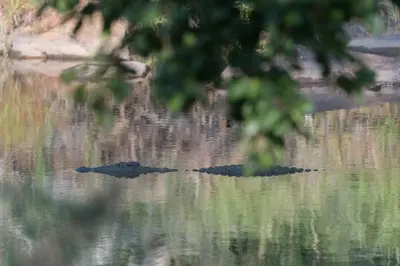 a crocodile swimming in a body of water at Rukiya Safari Camp in Hoedspruit