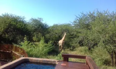 a giraffe standing in the grass near a pool at Marloth Kruger Whispering Ants in Marloth Park