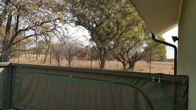 a fence with a giraffe in a field with trees at Crimson Bush Lodge in Klipdrift