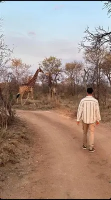 a man walking down a dirt road with two giraffes at The Baobab Bush Lodge and Villa in Hoedspruit