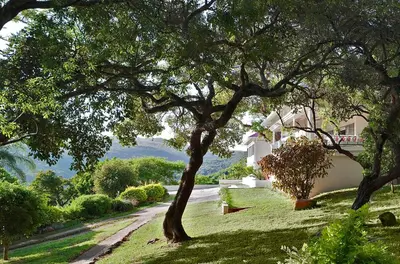 a tree in a yard next to a house at umSisi House in White River