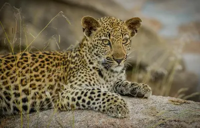 a leopard laying on top of a rock at Lion Sands Narina Lodge in Sabi Sand Game Reserve