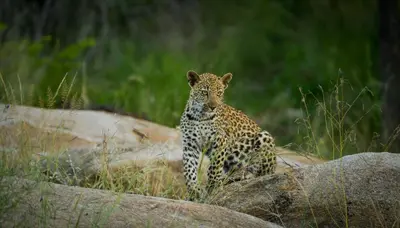 a baby leopard standing on top of a rock at Lion Sands Narina Lodge in Sabi Sand Game Reserve