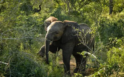 a couple of elephants walking in the grass at Lion Sands Narina Lodge in Sabi Sand Game Reserve