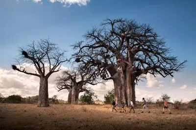 a group of people walking in front of three trees at Nkula Walking Camp by RETURN Africa in Makuleke Contract Park
