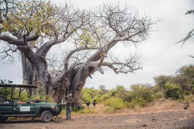 a green truck parked next to a large tree at Nkula Walking Camp by RETURN Africa in Makuleke Contract Park
