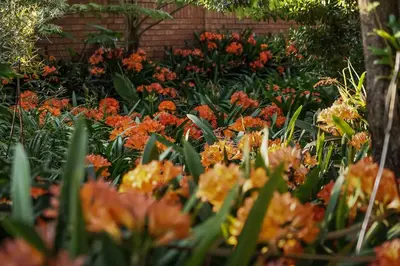 a garden of orange flowers in front of a brick wall at Hudson House in Pretoria