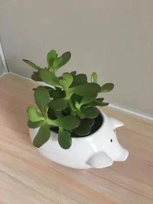 a white vase with a green plant in it at Alibama House in Nelspruit