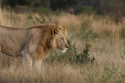 a lion standing in a field of tall grass at Nedile Lodge in Welgevonden Game Reserve