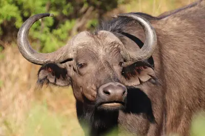 a bull with long horns standing in a field at Nedile Lodge in Welgevonden Game Reserve