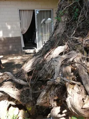 a large uprooting tree in front of a house at Guinea Feather Country Lodge & Spa in Groblersdal
