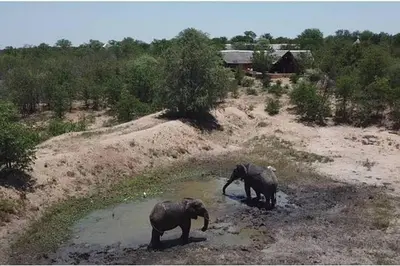 two elephants standing in the water in a field at Bushvilla Umoja Kruger in Phalaborwa