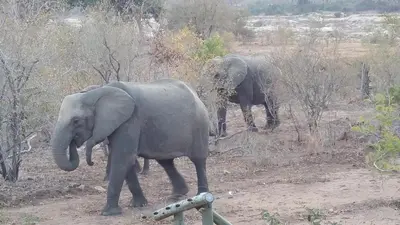 two elephants walking in a field with trees at Kierieklapper in Hectorspruit