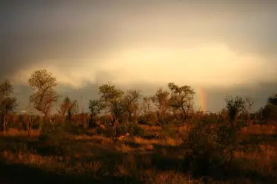 a rainbow in the sky over a field with trees at Thorn Tree Bush Camp in Klipdrift