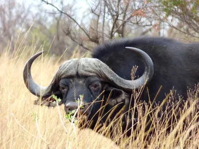 a large horned animal standing in the tall grass at Thorn Tree Bush Camp in Klipdrift