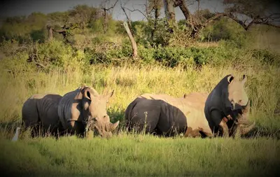 a group of horses standing in the grass at Thorn Tree Bush Camp in Klipdrift