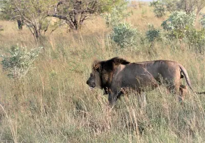a buffalo standing in a field of tall grass at Thorn Tree Bush Camp in Klipdrift