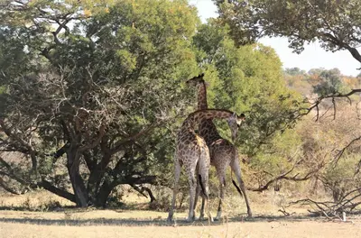 two giraffes standing next to each other near a tree at Thorn Tree Bush Camp in Klipdrift
