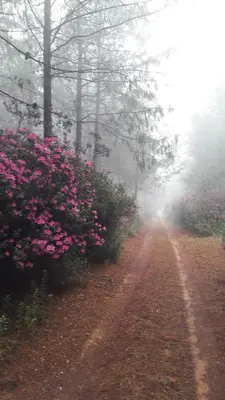 a dirt road with pink flowers in the fog at Sanfern Downs Cottage in Haenertsburg