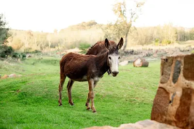 a brown donkey standing in a field of grass at Riverman Cabin Country Lodge - Tonteldoos in Tonteldoos