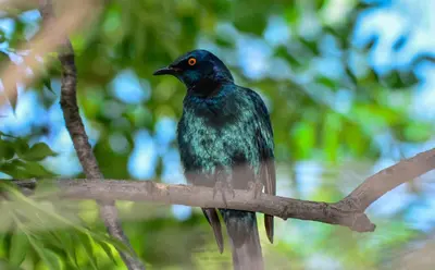 a black bird sitting on a tree branch at Pierneef's Kraal in Pretoria