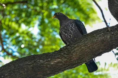 a black bird sitting on a tree branch at Pierneef's Kraal in Pretoria
