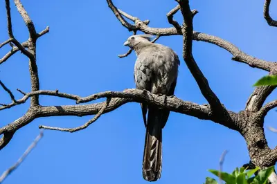 a bird perched on top of a tree branch at Pierneef's Kraal in Pretoria