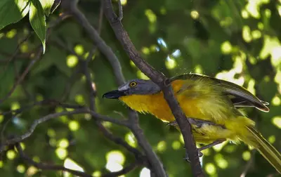 a yellow bird perched on a tree branch at Pierneef's Kraal in Pretoria