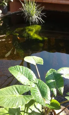a fish pond with green leaves and a plant in it at Centurion Guest House and Lodge in Centurion