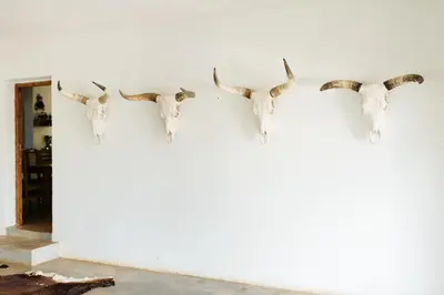 a group of antlers hanging on a wall at The Cowshed in Lydenburg