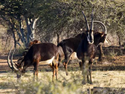 two animals with long horns standing in a field at Witgatboom Boskamp in Naboomspruit