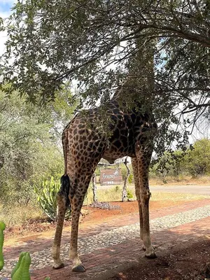a giraffe is eating leaves from a tree at Switsongo B&B in Hoedspruit