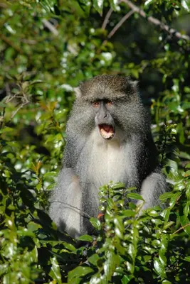 a monkey sitting in a tree with its mouth open at Mount Sheba Rainforest Hotel - Mountain Spring Water in Pilgrimʼs Rest
