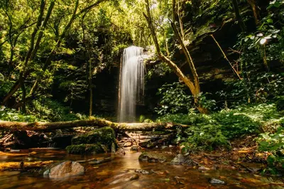 a waterfall in the middle of a forest at Mount Sheba Rainforest Hotel - Mountain Spring Water in Pilgrimʼs Rest