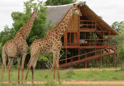 two giraffes standing next to a wooden building at Pezulu Tree House Lodge in Hoedspruit
