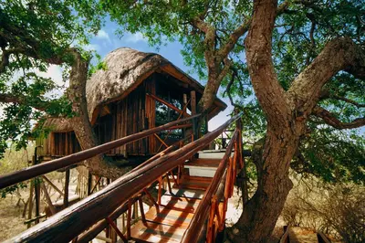 a tree house with stairs leading up to it at Pezulu Tree House Lodge in Hoedspruit